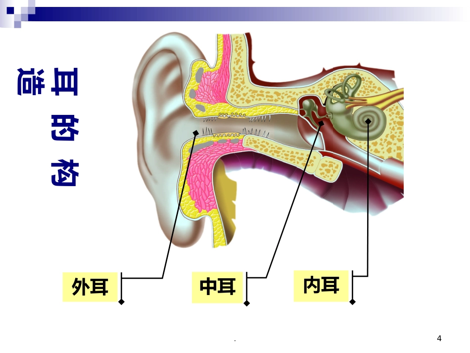耳朵的结构及功能_第4页