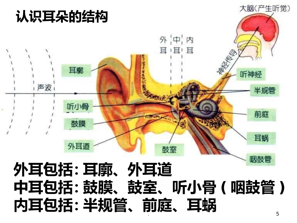 耳朵的结构及功能_第5页