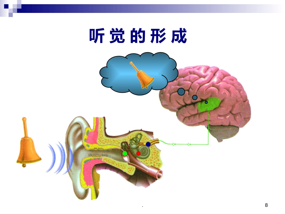 耳朵的结构及功能_第8页