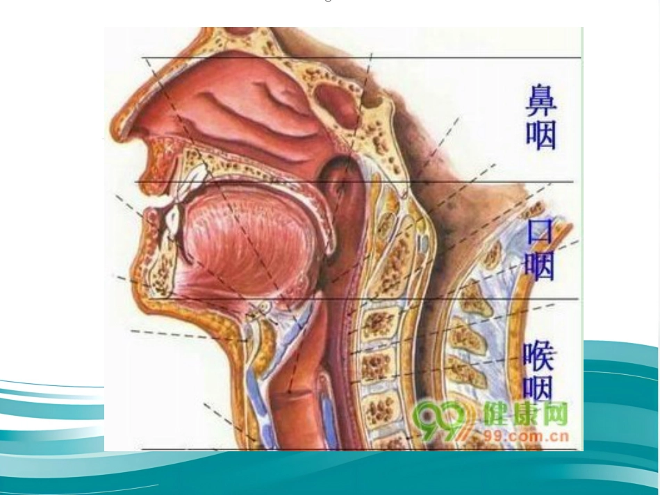 鼻咽癌_第7页