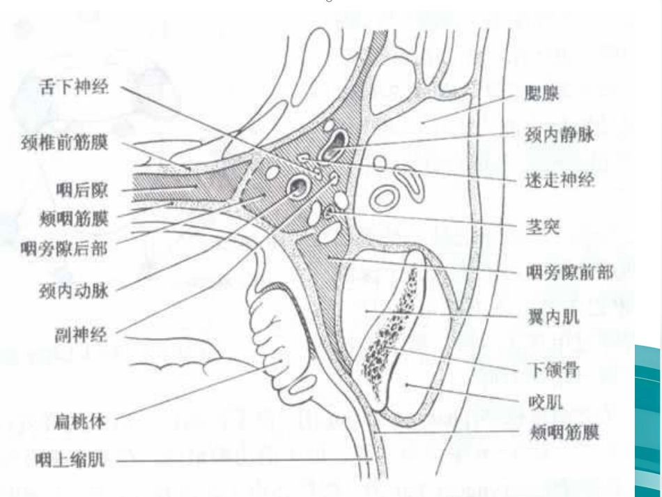 鼻咽癌的放射治疗课件_第13页