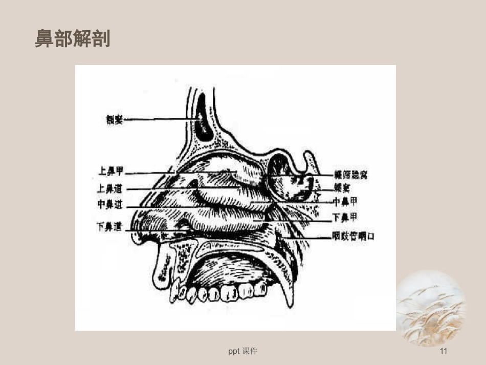 耳鼻喉眼常见病症及治疗 ppt课件_第11页