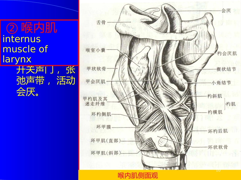 喉解剖急性会厌炎急慢性喉炎ppt课件_第10页