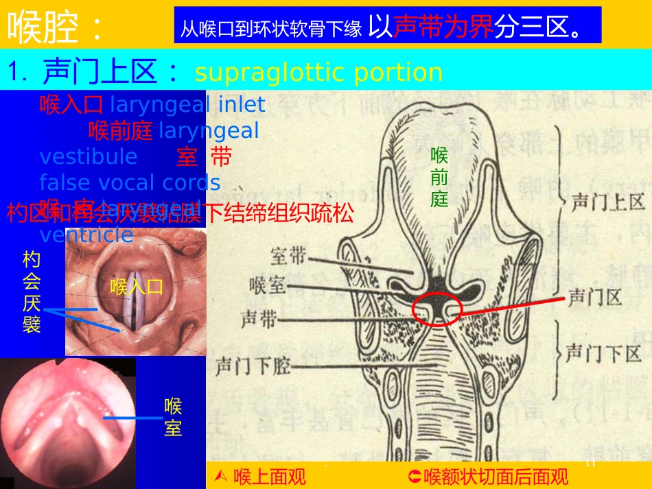 喉解剖急性会厌炎急慢性喉炎ppt课件_第11页