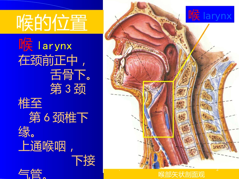 喉解剖急性会厌炎急慢性喉炎ppt课件_第2页