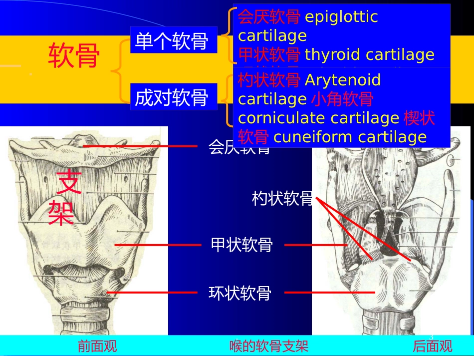 喉解剖急性会厌炎急慢性喉炎ppt课件_第3页