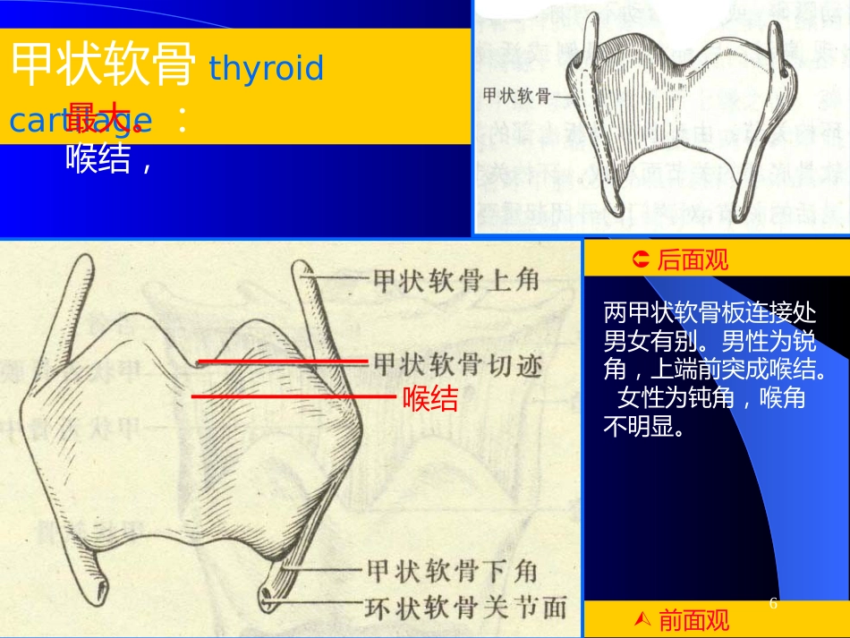 喉解剖急性会厌炎急慢性喉炎ppt课件_第6页
