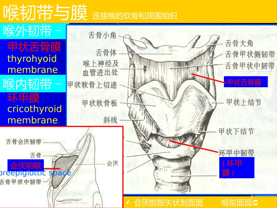 喉解剖急性会厌炎急慢性喉炎ppt课件_第8页