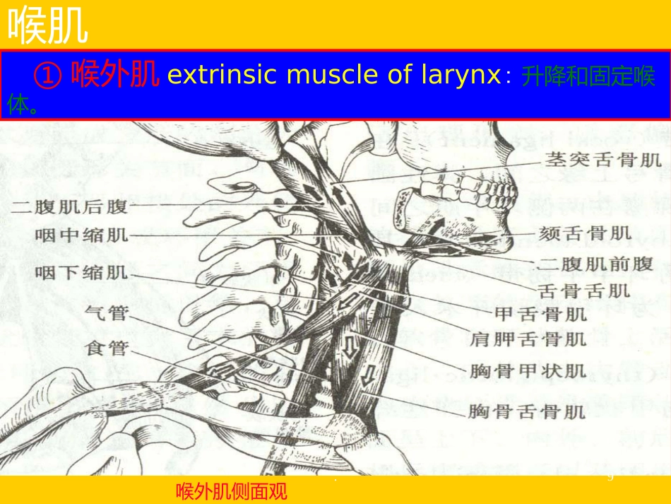 喉解剖急性会厌炎急慢性喉炎ppt课件_第9页