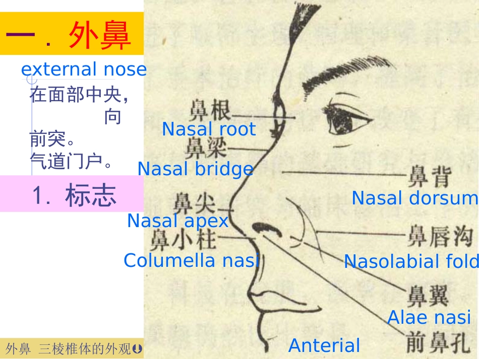 耳鼻喉科总论_第10页
