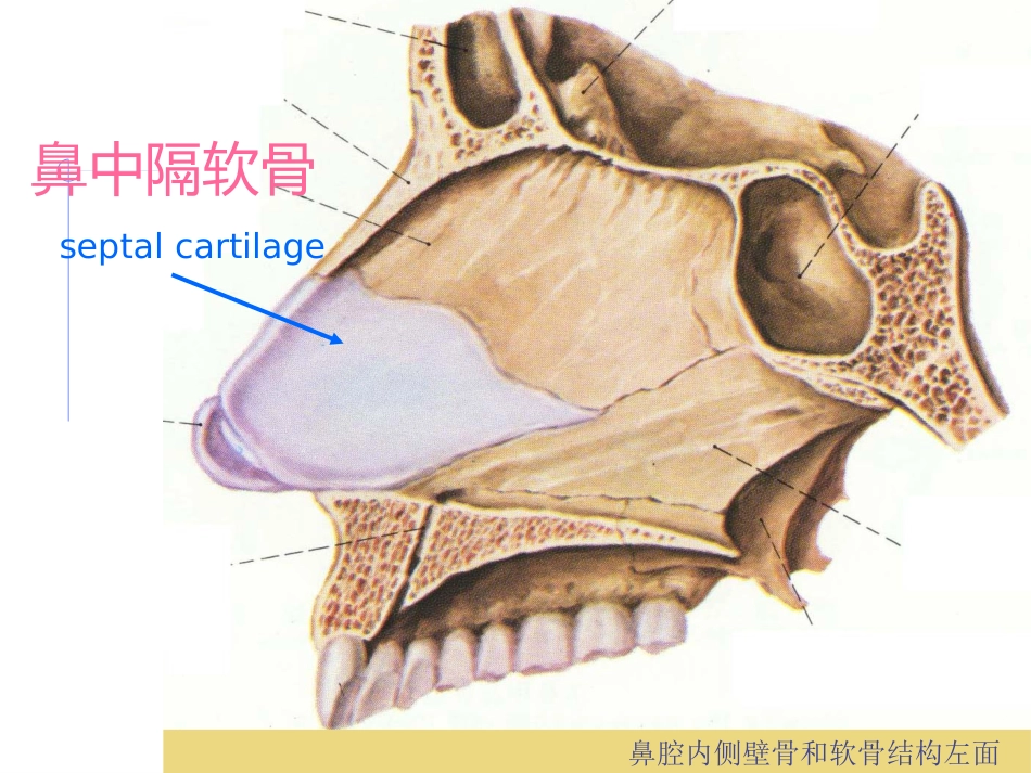 耳鼻喉科总论_第14页