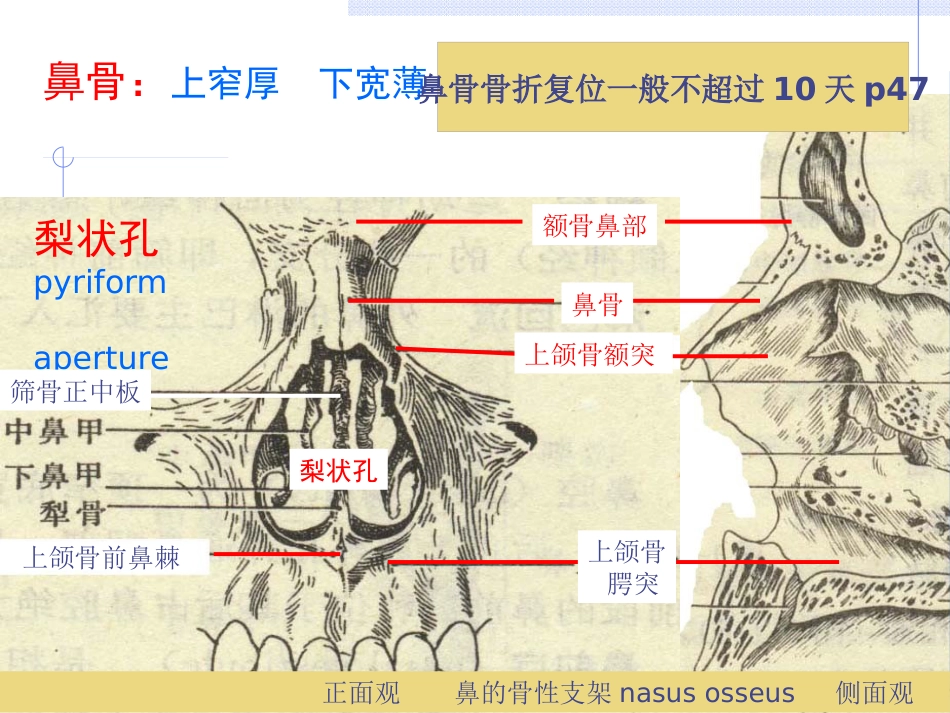 耳鼻喉科总论_第15页
