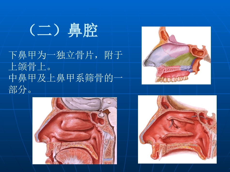 鼻部解剖及生理课件_第10页