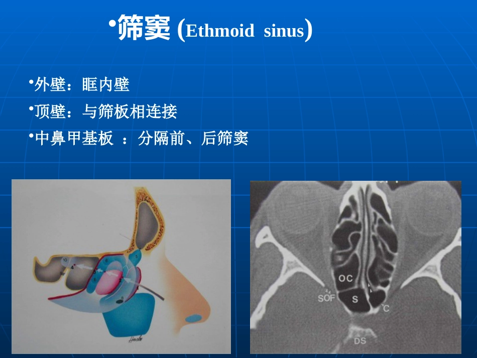 鼻部解剖及生理课件_第15页