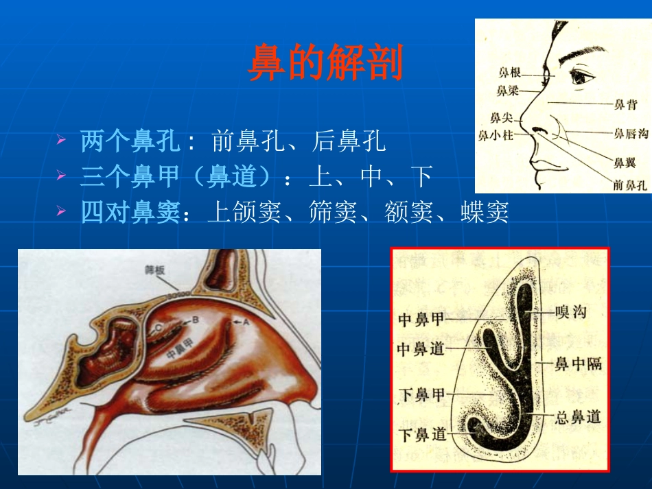 鼻部解剖及生理课件_第4页
