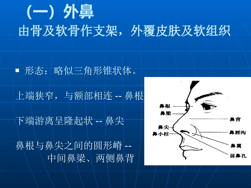 鼻部解剖及生理课件_第5页