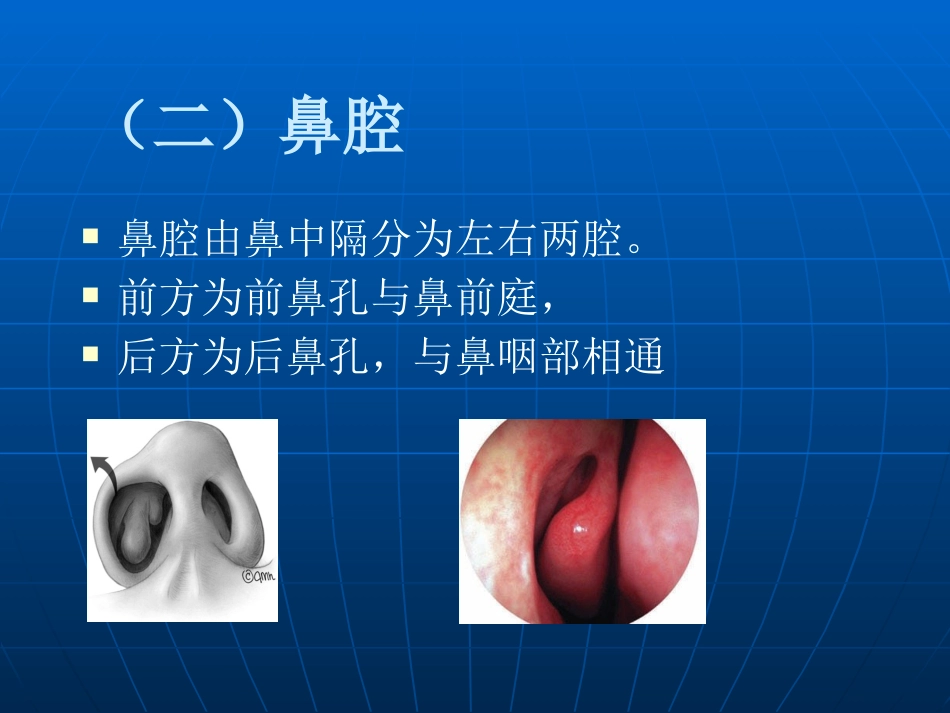 鼻部解剖及生理课件_第7页