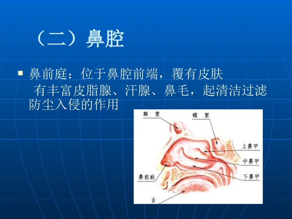 鼻部解剖及生理课件_第8页