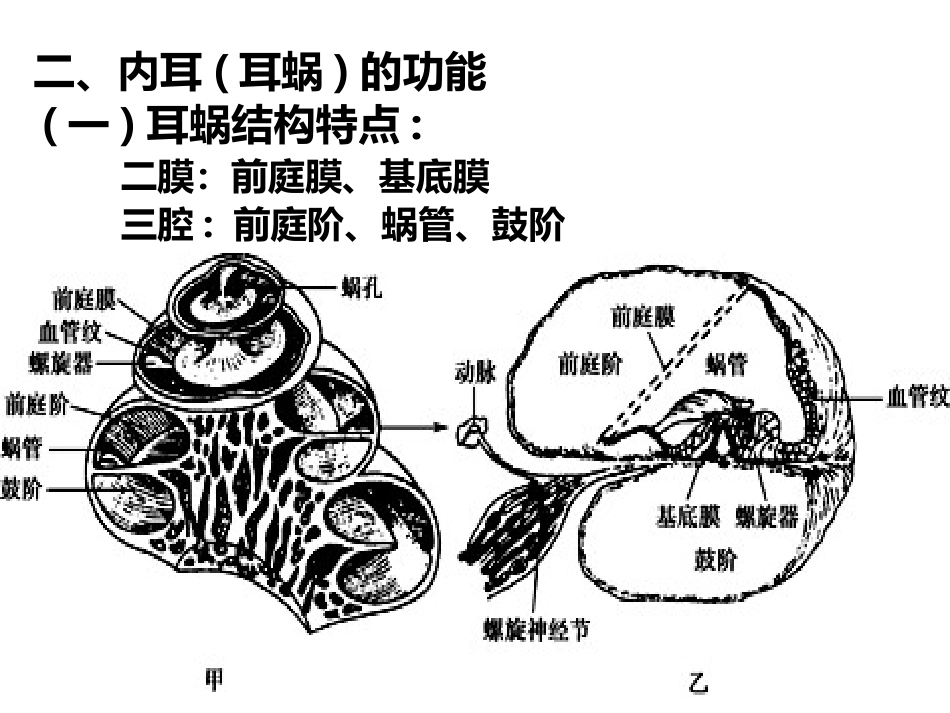耳的听觉功能_第13页