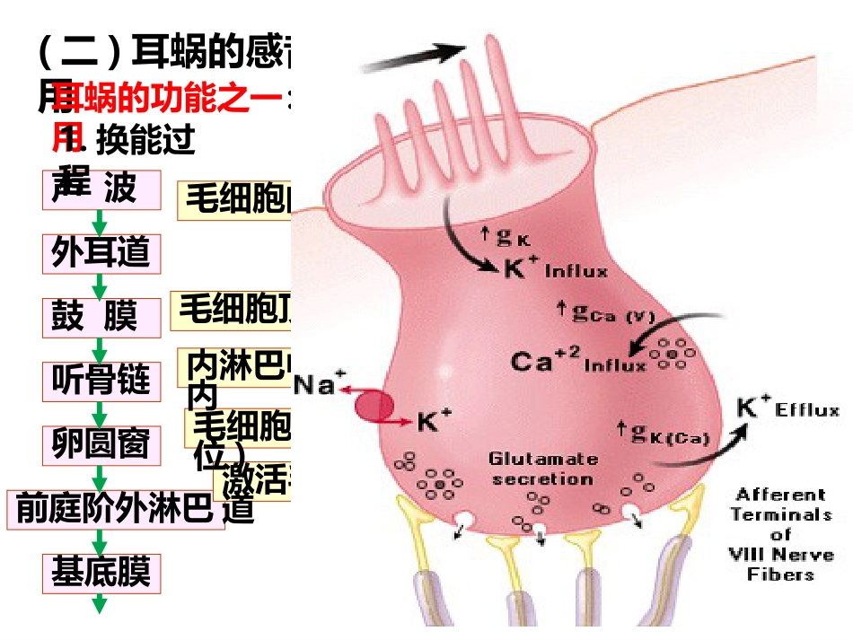 耳的听觉功能_第15页