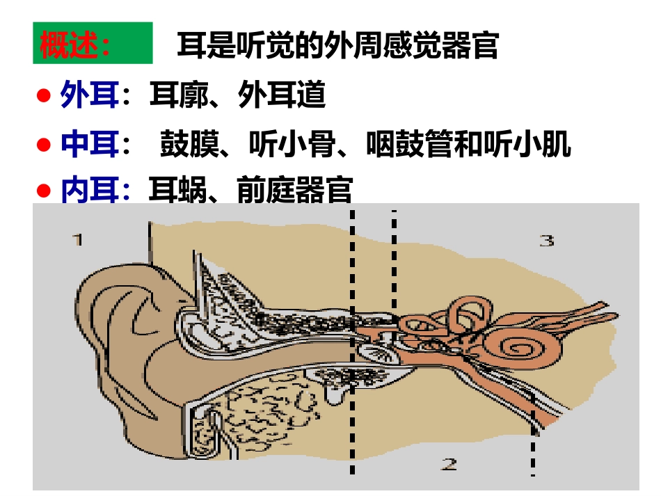 耳的听觉功能_第5页
