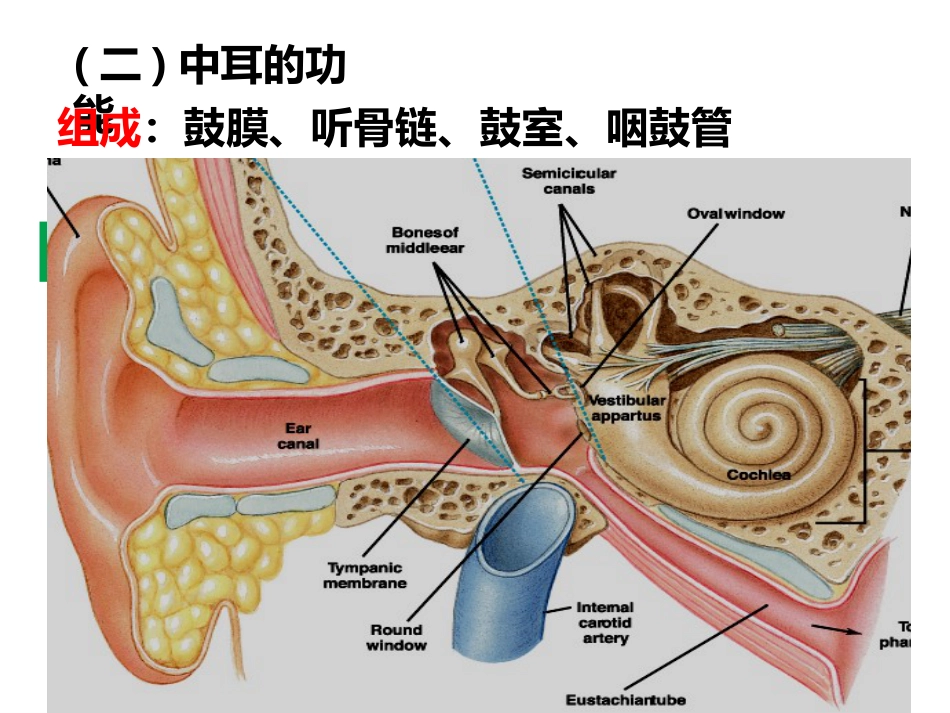 耳的听觉功能_第9页
