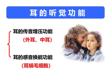 耳的听觉功能