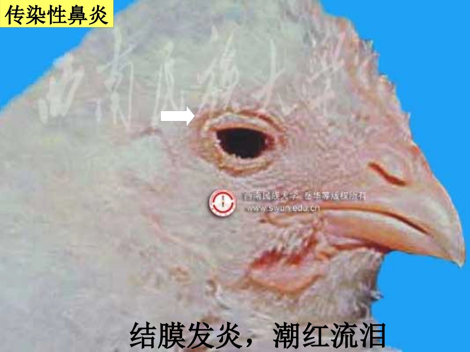 鸡传染性鼻炎及其防治_第10页
