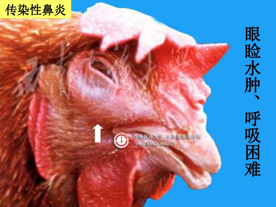 鸡传染性鼻炎及其防治_第11页