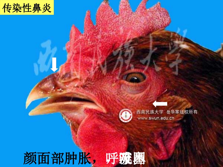 鸡传染性鼻炎及其防治_第12页