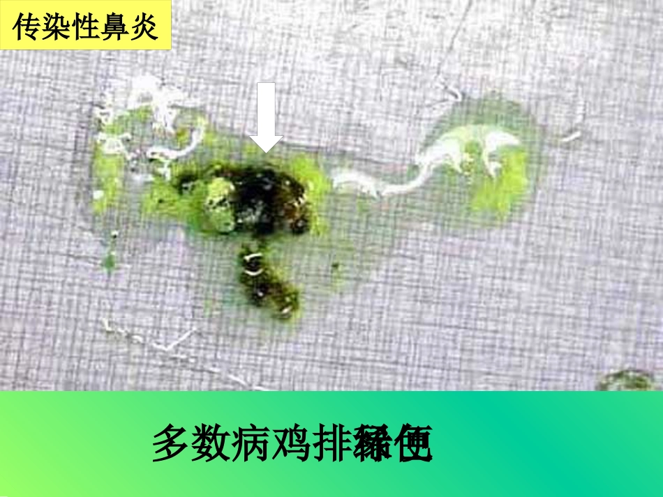 鸡传染性鼻炎及其防治_第13页