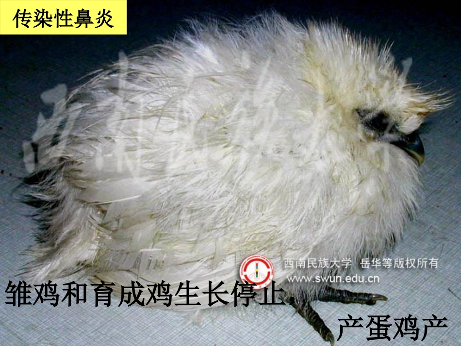 鸡传染性鼻炎及其防治_第14页