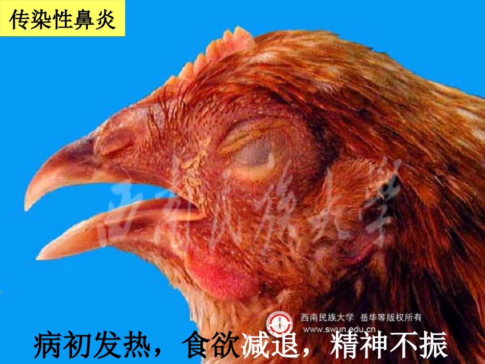 鸡传染性鼻炎及其防治_第6页
