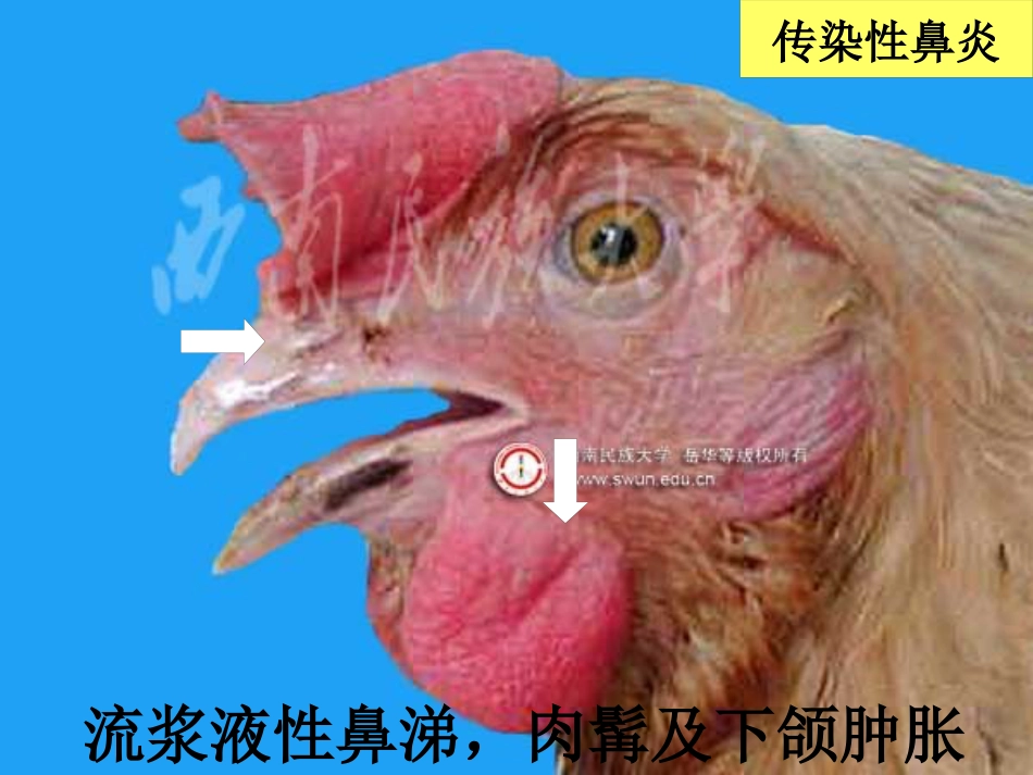 鸡传染性鼻炎及其防治_第7页
