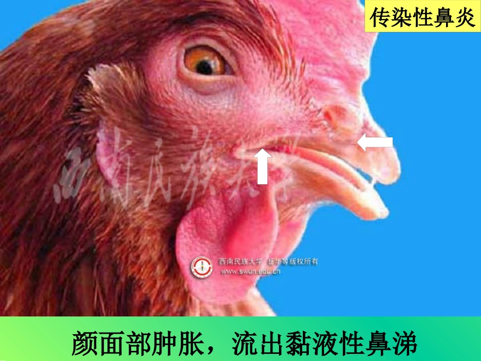 鸡传染性鼻炎及其防治_第8页