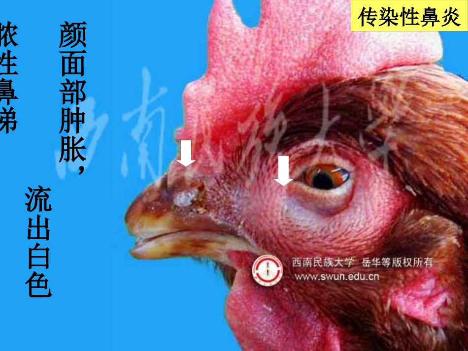 鸡传染性鼻炎及其防治_第9页