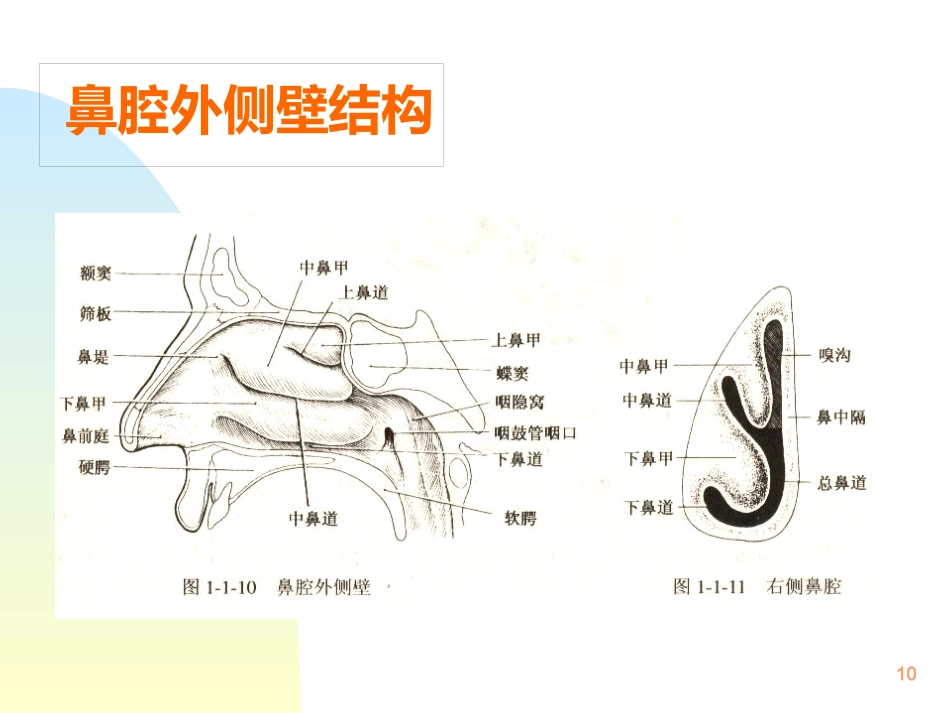 鼻解剖生理 ppt课件_第10页