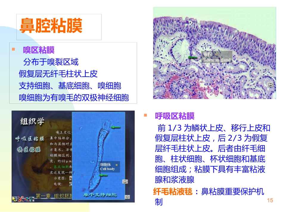 鼻解剖生理 ppt课件_第15页