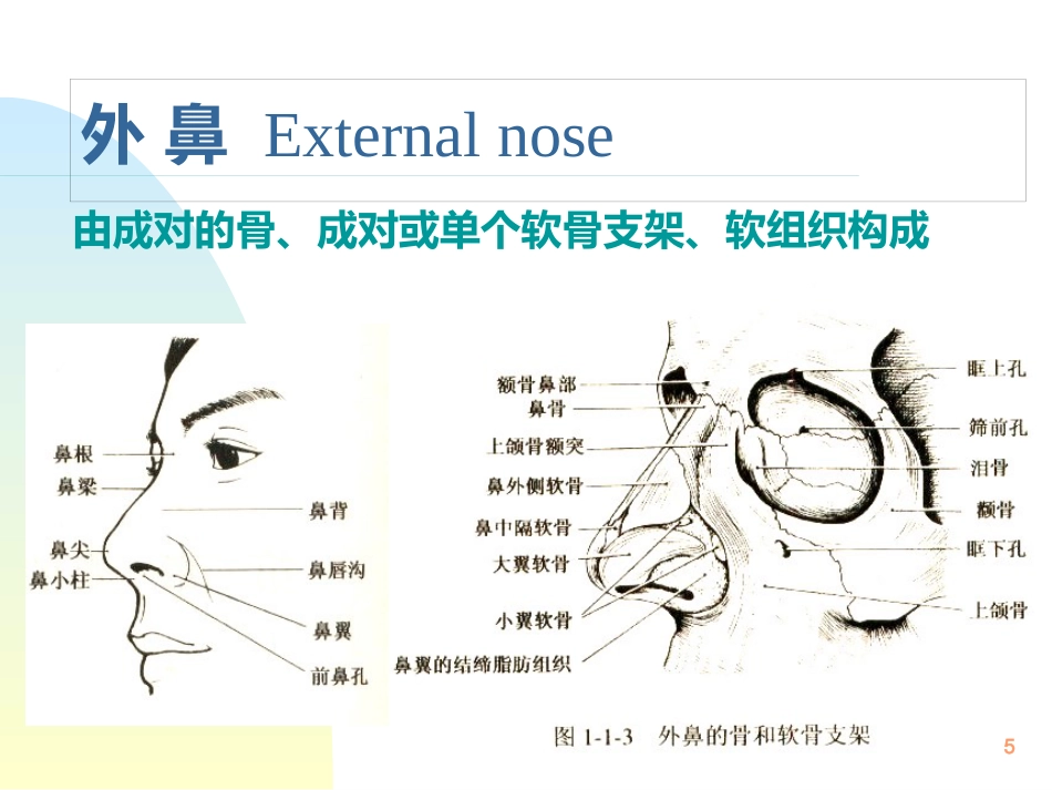 鼻解剖生理 ppt课件_第5页