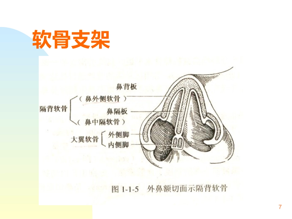 鼻解剖生理 ppt课件_第7页