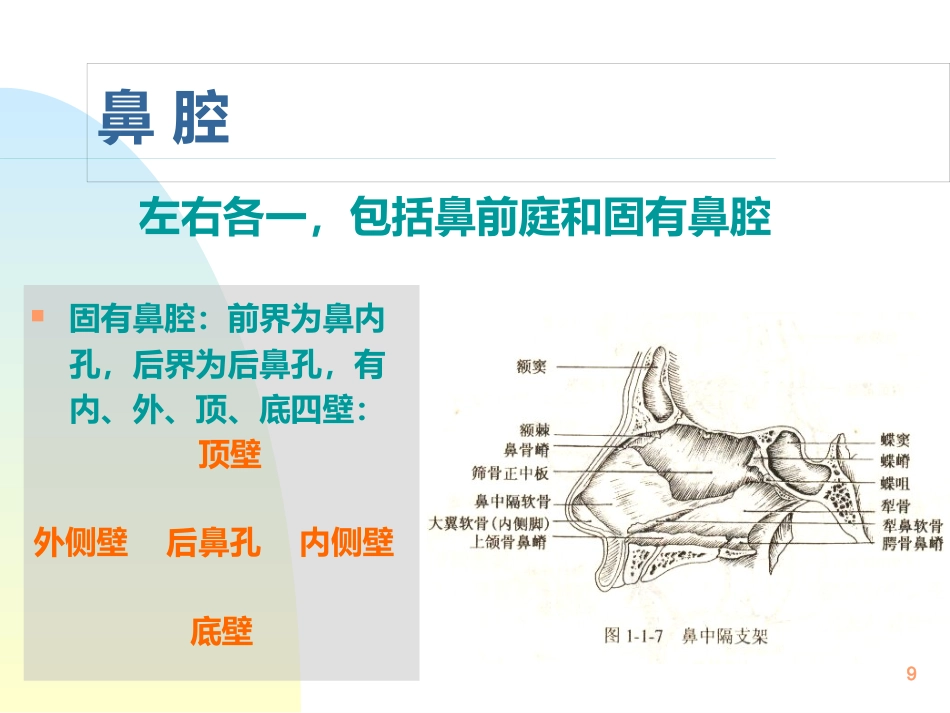 鼻解剖生理 ppt课件_第9页