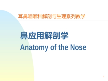 鼻解剖生理 ppt课件