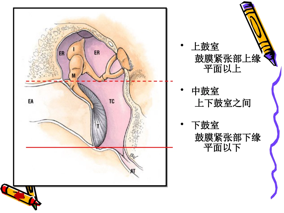 耳解剖_第10页