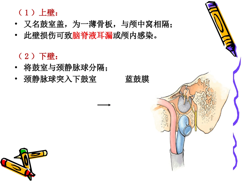 耳解剖_第11页