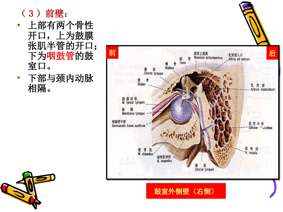 耳解剖_第12页