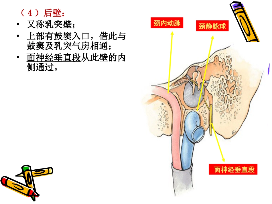 耳解剖_第13页