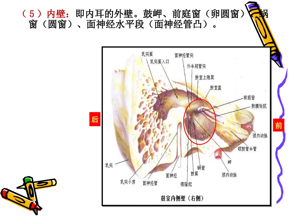 耳解剖_第14页
