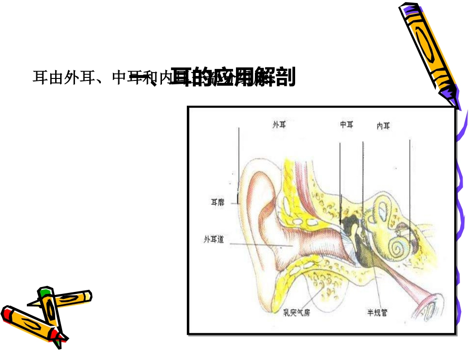耳解剖_第2页