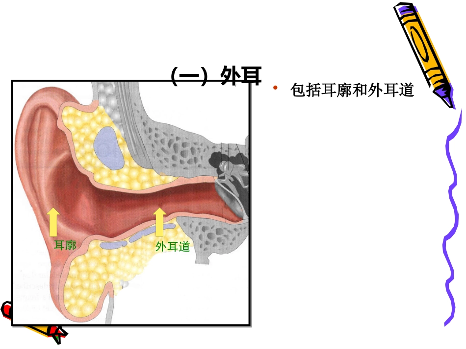 耳解剖_第4页