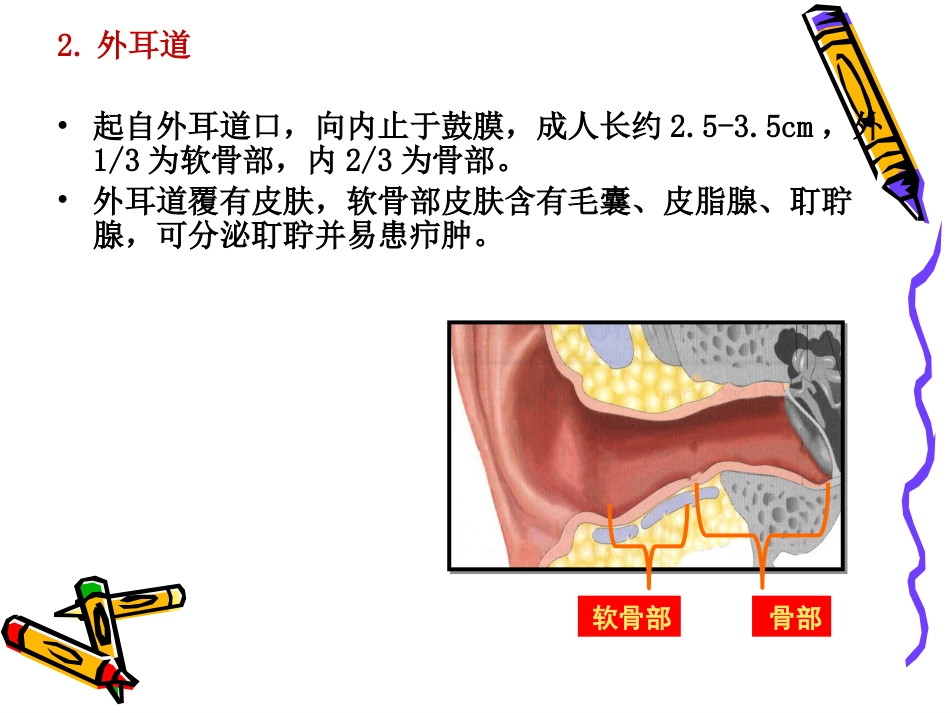 耳解剖_第6页